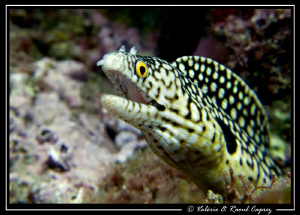 This small moray was playing with my lens ... a great mom... by Raoul Caprez 
